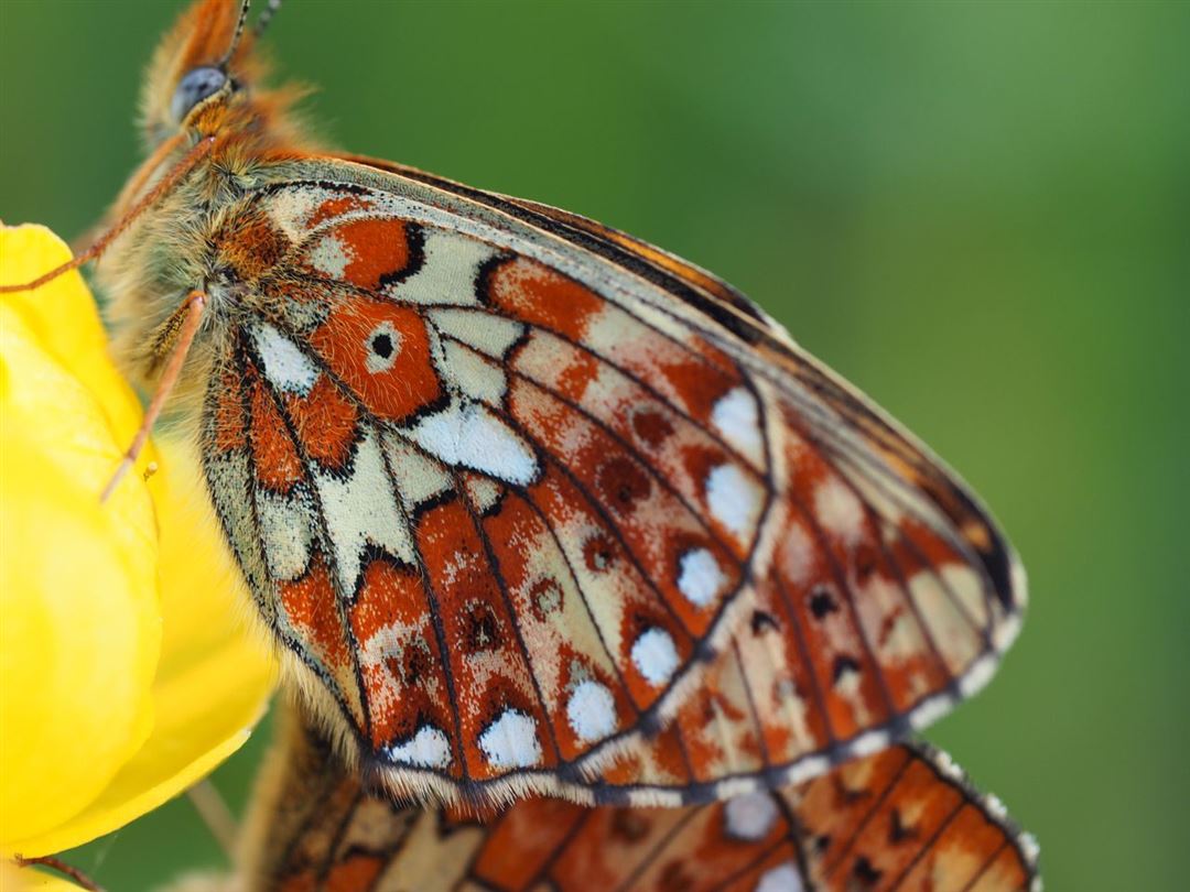 Bild vom Kurs Die erstaunliche Welt der Insekten