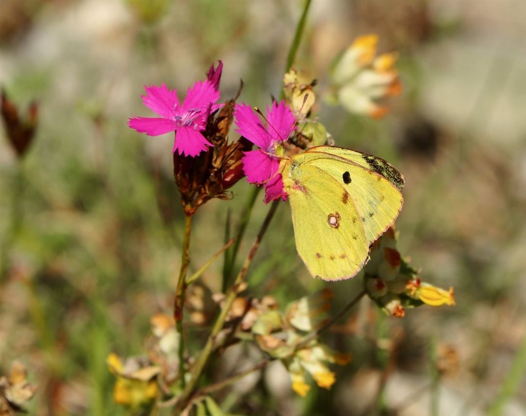 Bild vom Kurs Schmetterlingsexkursion