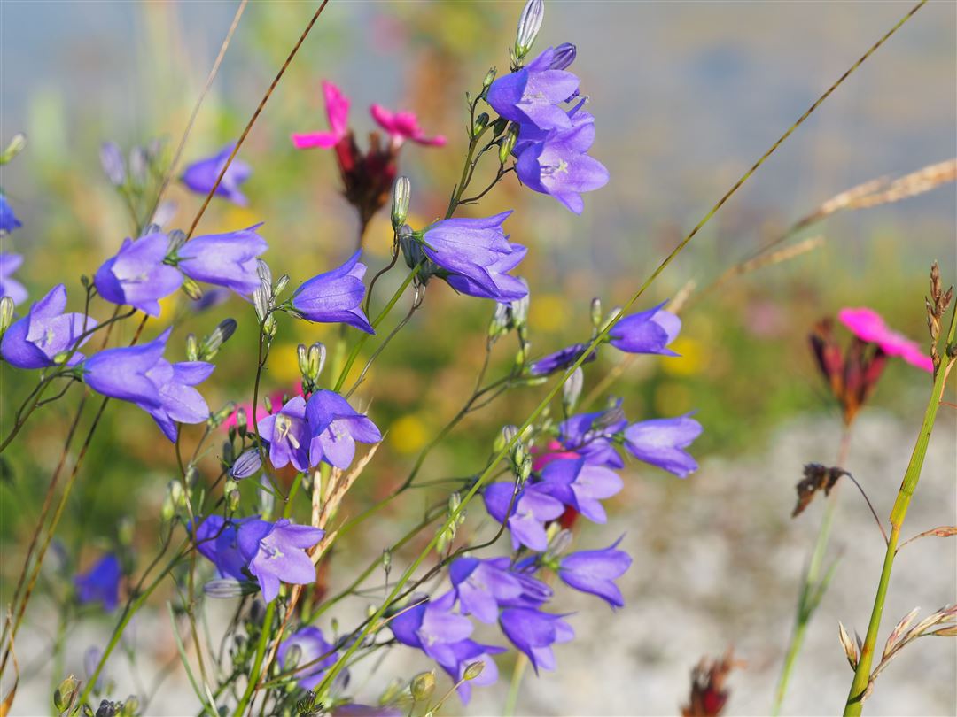 Bild vom Kurs Was bl&uuml;ht denn da?
