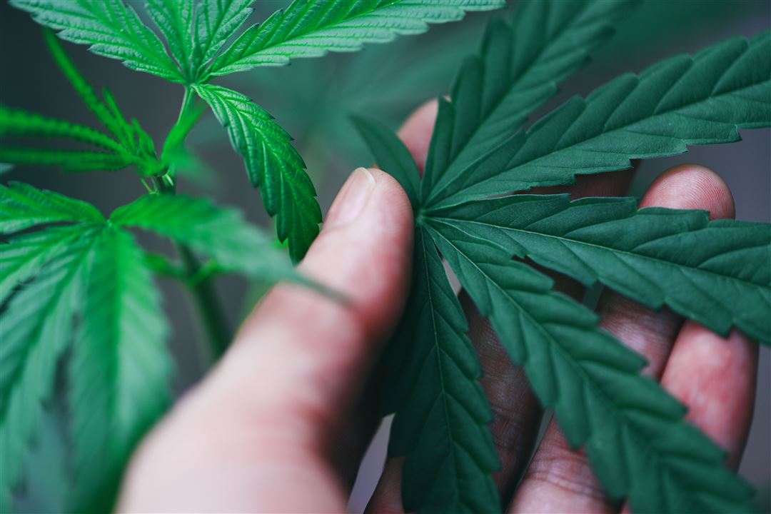 Bild vom Kurs Kr&auml;uterf&uuml;hrung im Fr&uuml;hjahr