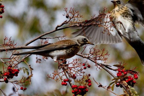 Wacholderdrosseln auf Ebereschen 